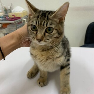 生後4ヵ月☆アメショ風の男の子！パルコ君
