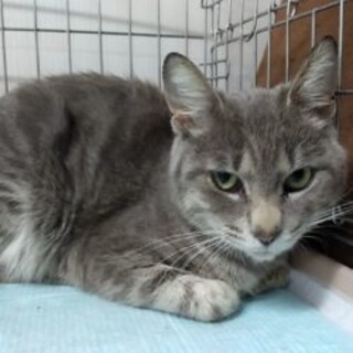 4/3石巻で譲渡会です！『きくすけ』