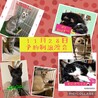 殺処分予定だった美猫さん サムネイル6