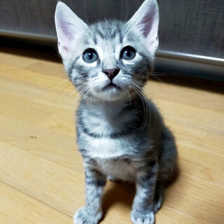 只今２ヶ月！ダンボールにいた天使ちゃん　キジ♂