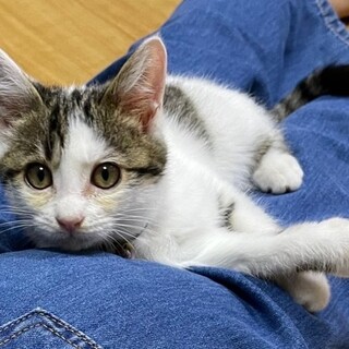 募集停止⭐️キジ白男子ぽん