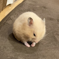 ねず子
