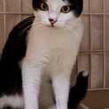 飼い主に置き去りにされた猫たち、にこちゃん