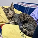 飼い主に置き去りにされた猫たち、はるくん