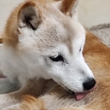 チャムちゃん(＾＾)ﾉ♪よかった❤❤
