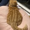 の写真