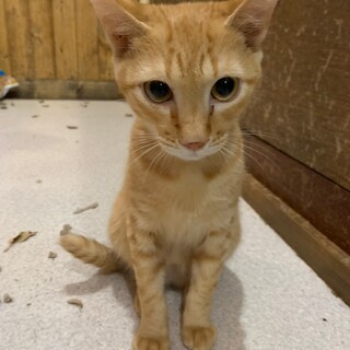 生後6ヵ月☆仲良し茶トラ兄弟　ニシ君とヒガシ君♡