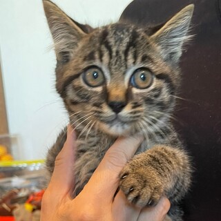 むちむち食べるの大好きたらちゃん♂