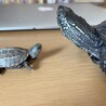 ケランカインさん