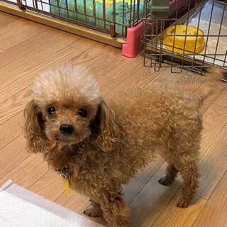 トイプードルのバタ子ちゃん