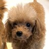 トイプードルのバタ子ちゃん サムネイル2