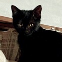 ゴロゴロの甘えん坊黒の仔猫ピンクちゃん
