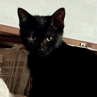 ゴロゴロの甘えん坊黒の仔猫ピンクちゃん