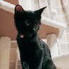 ゴロゴロの甘えん坊黒の仔猫ピンクちゃん サムネイル2