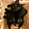 ゴロゴロの甘えん坊黒の仔猫ピンクちゃん サムネイル5