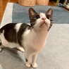 　幼さの残るハチワレ猫 サムネイル2