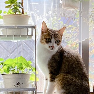 グレースケリーのような猫