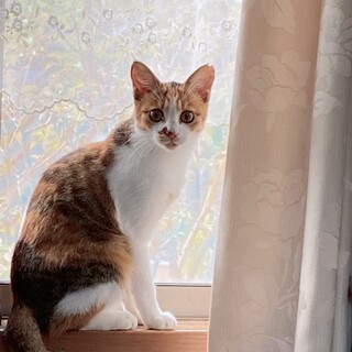 黒木瞳のような猫