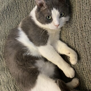 むちむちのグレーはちわれ猫