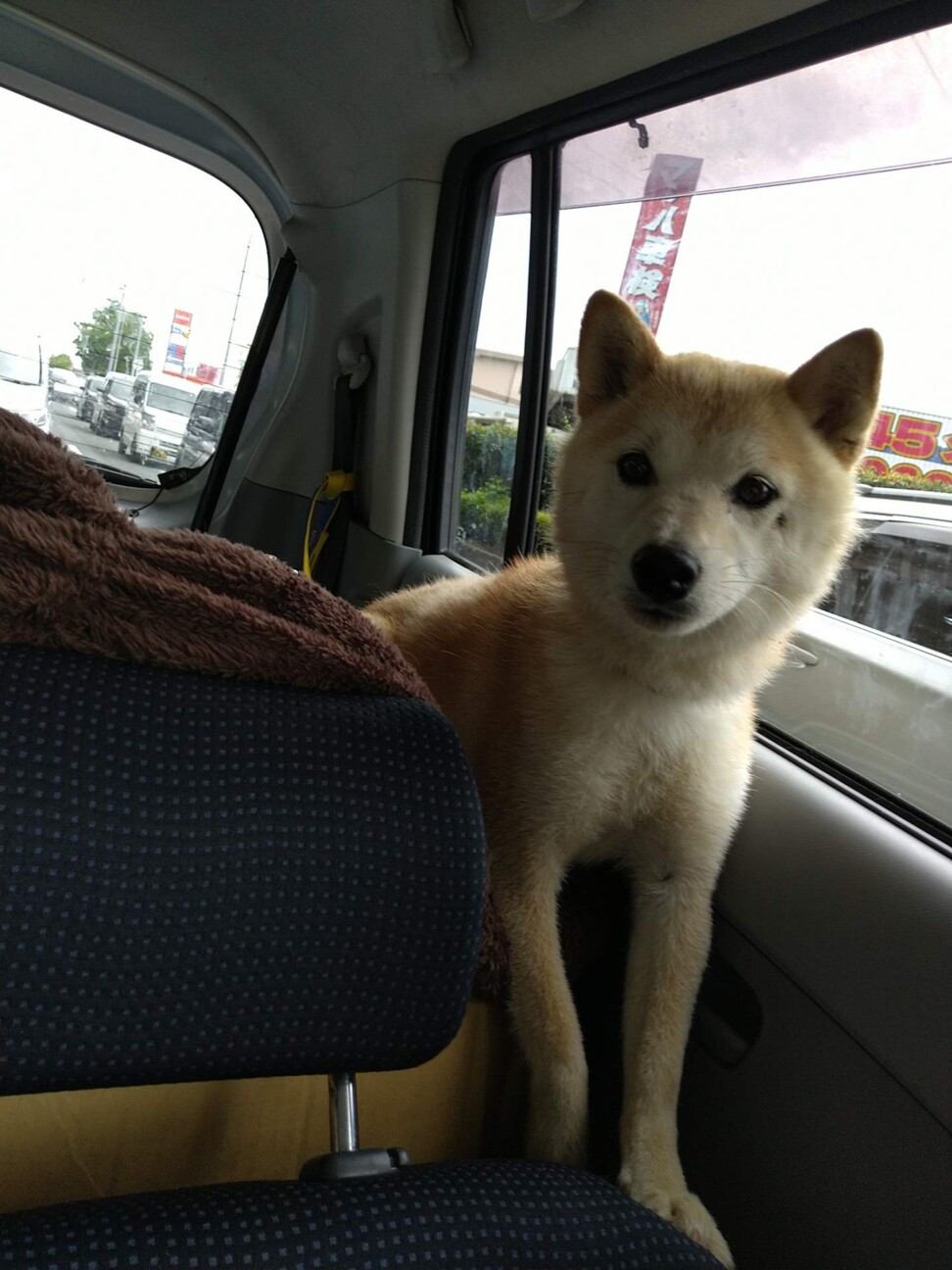 自分の尻尾を噛みちぎった 福岡県 犬の里親募集 3913 ペットのおうち 月間利用者150万人