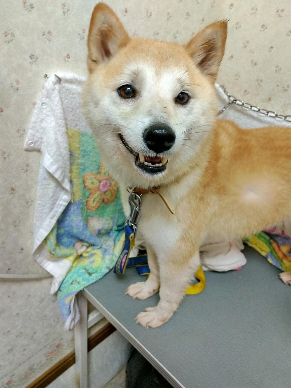 自分の尻尾を噛みちぎった 福岡県 犬の里親募集 3913 ペットのおうち 月間利用者150万人