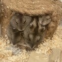 （一時募集中止）ジャンガリアンハムスターの赤ちゃん