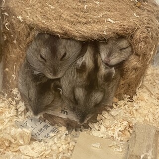 （一時募集中止）ジャンガリアンハムスターの赤ちゃん