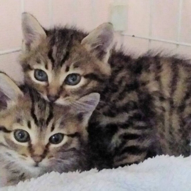 関町猫の会（練馬区公認地域猫推進ボランティア）のカバー写真