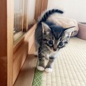 ★里親さん決定★１．５か月のかわいい甘えんぼの子猫