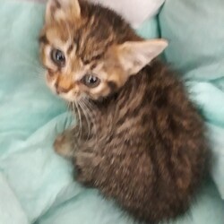 【野崎参道商店街】11月21日　第30回里親会