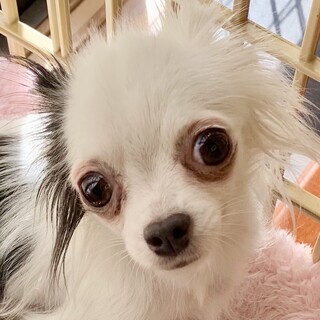 奥尻（おくしり）まだ控えめなチワワです♪