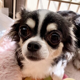 大沼（おおぬま）家庭犬としての暮らしを勉強中です♪