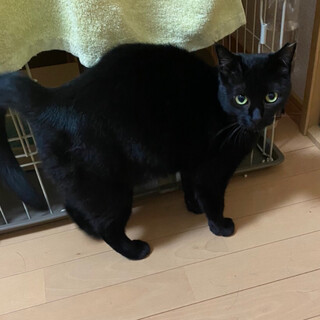臆病だけど信頼した人には超甘えん坊さん