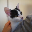 しろくろ子猫✳︎おかきの家族募集中！