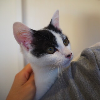 しろくろ子猫✳︎おかきの家族募集中！