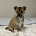 生後2ヶ月の子犬里親募集