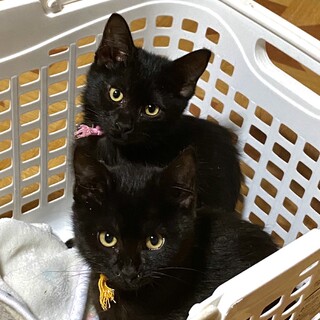 ゴロゴロの甘えん坊黒猫姉妹キコちゃんとピンクちゃん