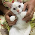 メスの子猫