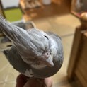 オカメインコの里親様募集！　2羽