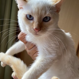 白に耳が茶、目がブルーで3匹