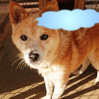 【感謝】一般譲渡されました！シニアじぃじぃ♂