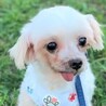 マルチーズのチセちゃん サムネイル3