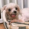 マルチーズのチセちゃん サムネイル4