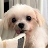 マルチーズのチセちゃん サムネイル5