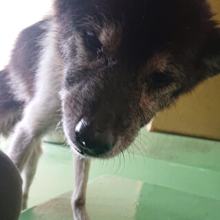 【感謝】繋がります！穏やか系シニアのマダラちゃん