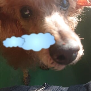 【感謝】繋がります！皮膚病シニアのダチョウ君