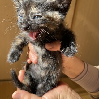 乳離れが済み貰われました。ありがとうございます。