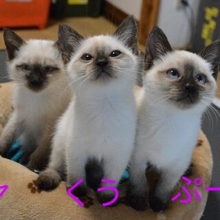 シャムネコ3匹