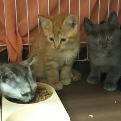 in瀬戸～子猫がいっぱいの臨時譲渡会 ちーむにゃいんず2021年11月23日(火) 