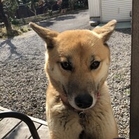 きなこ